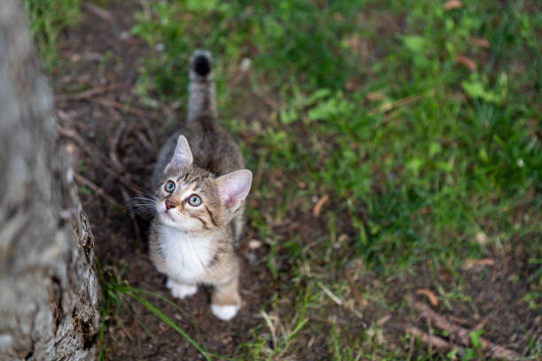 Player kittens in the park in Ankara,Turkey