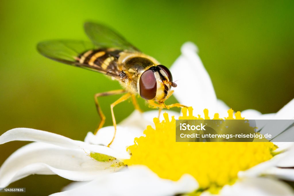 Hoverfly on marguerite Hoverfly on marguerite in spring with yellow pollen and green background Animal Stock Photo