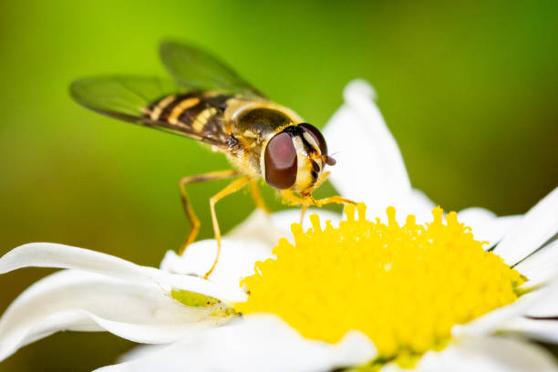 Hoverfly on marguerite stock photo