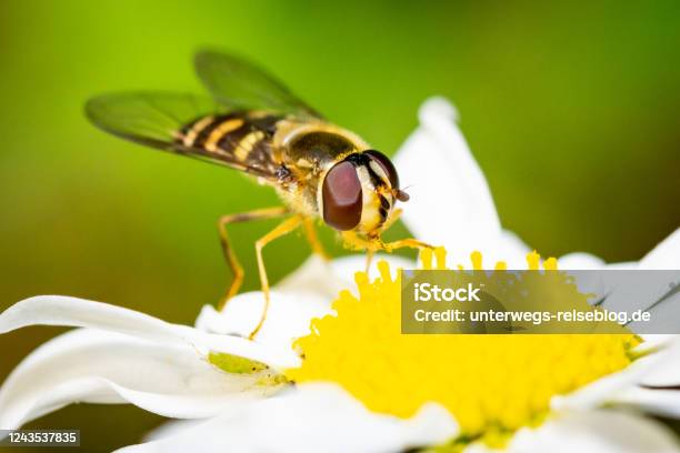 Hoverfly On Marguerite Stock Photo - Download Image Now - Animal, Animal Body Part, Animal Wing