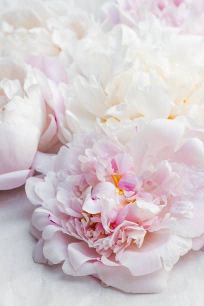 istock Pink and white peonies. 1243543843