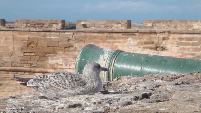 Close Up Seagull Sit Opposite cannon on the Old Fortress Wall