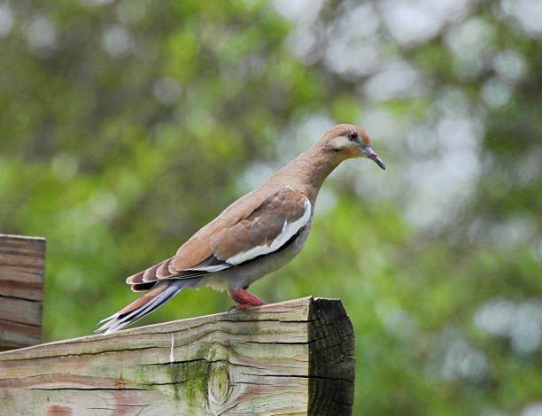 White-winged Dove (Zenaida asiatica) perched on a wood railing White-winged Dove profile zenaida dove stock pictures, royalty-free photos & images