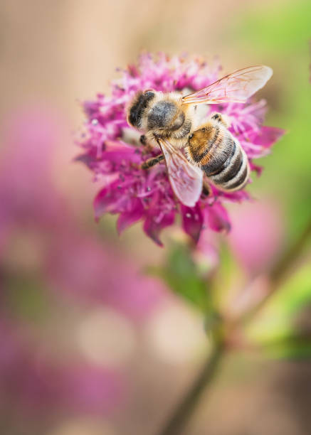 istock Bee collecting nectar from a pinky red flower, Astrantia 1243548235