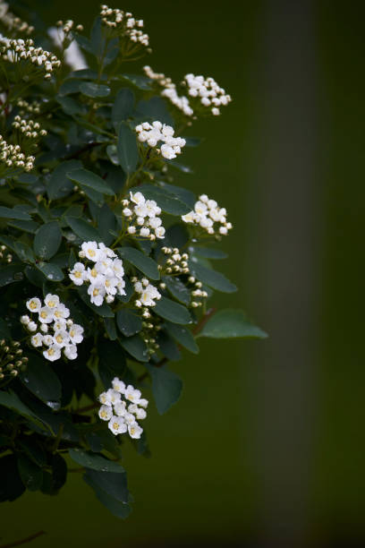 istock Bird cherry tree branch blossom on green leaves background, selective focus 1243554051