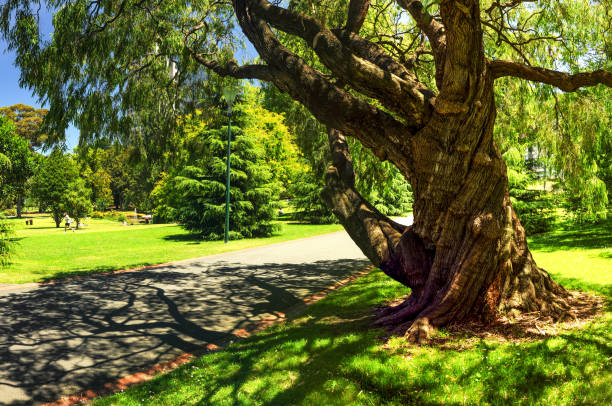 Immersed in the green of Melbourne.