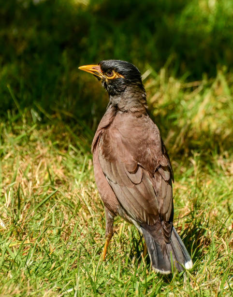 istock Maina is a medium-sized warbler of the starling family. These are medium sized birds with strong legs. 1243560657
