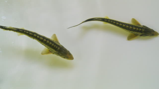 Slow motion sturgeon fish swimming in water