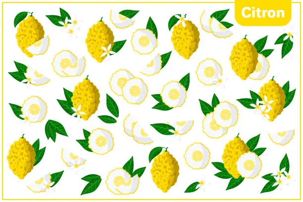 Vector illustration of Set of vector cartoon illustrations with Citron exotic fruits, flowers and leaves isolated on white background