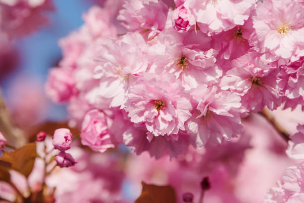 istock Pink cherry blossoms  close up over blue sky. 1243569906
