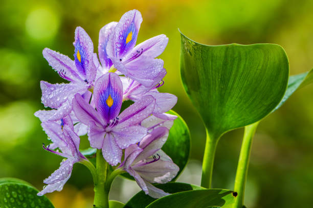 istock COMMON WATER HYACINTH - EICHHORNIA CRASSIPES 1243577504