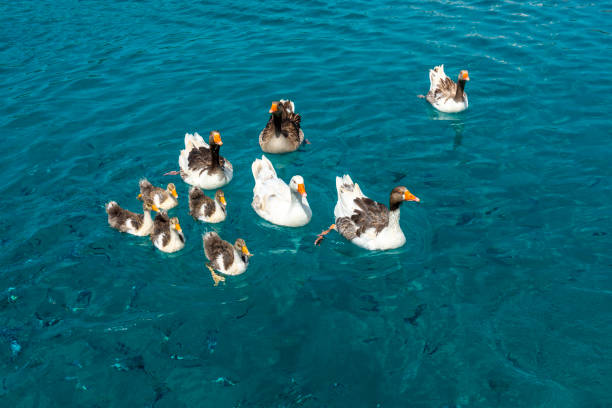Ducks swimming next to yacht on the sea. There is a blue eyes duck