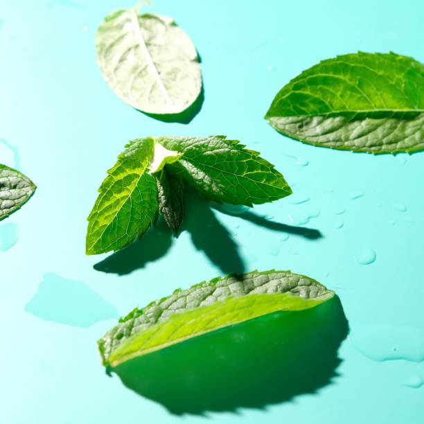 istock mint leaves with drops water on blue background 1243581818