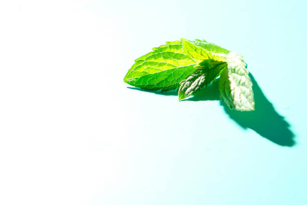 istock mint leaves with drops water on blue background 1243581820