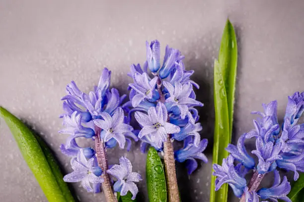 Photo of Blue purple hyacinths with water drops on a gray background. Copy space, top view