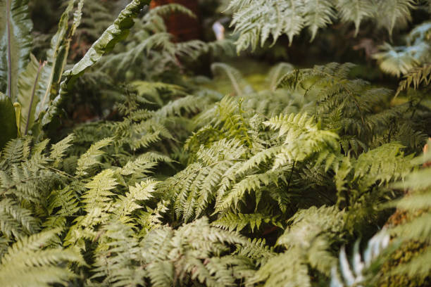 foto da natureza selvagem de uma floresta - fern stem bracken leaf - fotografias e filmes do acervo