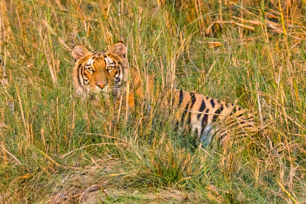istock Bengal Tiger, Panthera tigris tigris 1243592270