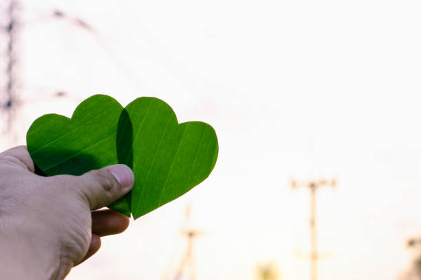 istock Green leaf of tree like heart shape with blur electricity pole background concept 1243597266