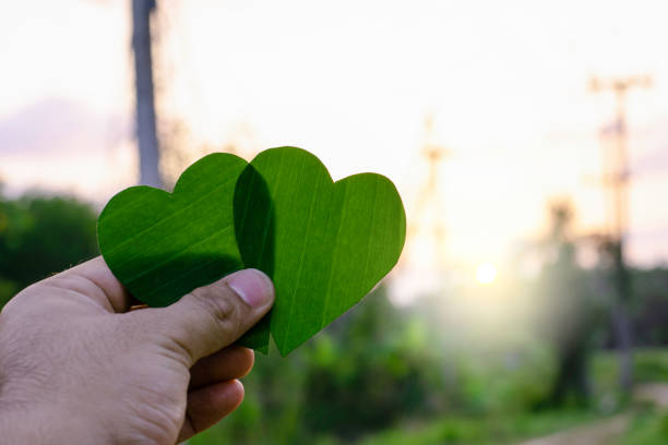 istock Green leaf of tree like heart shape with blur electricity pole background concept 1243597819