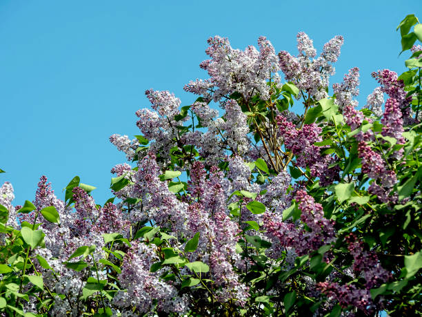 istock beautiful bright blooming lilac on the branches 1243602250