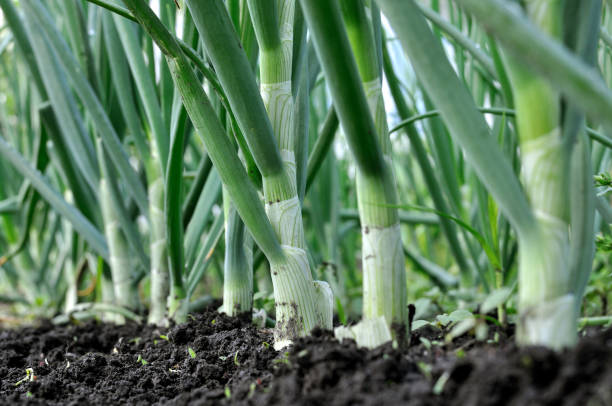 istock close-up of growing green onion 1243604754