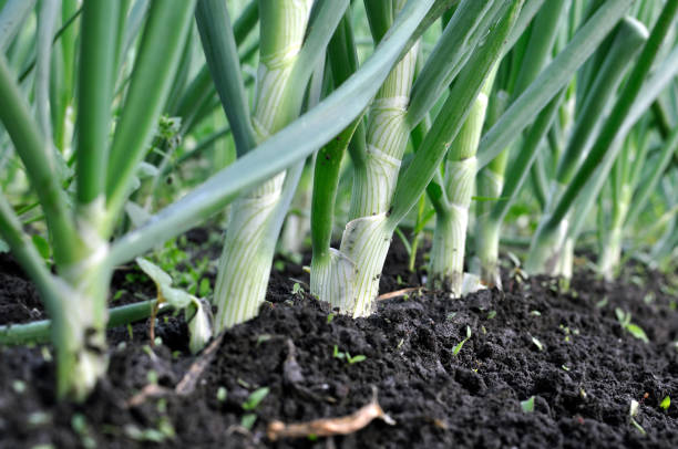 istock close-up of growing green onion 1243604905