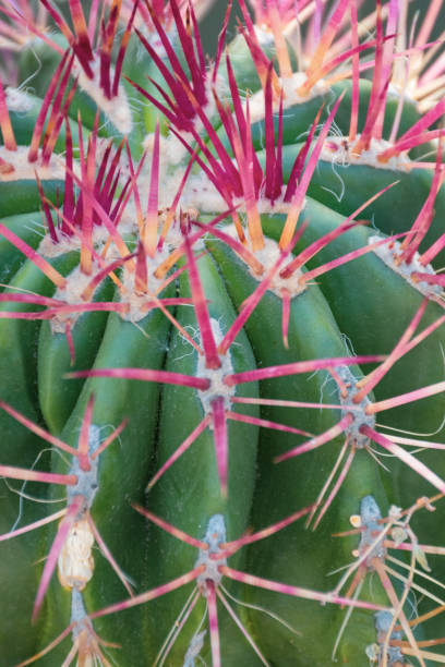 istock Stylish cactus macro photograph 1243604950