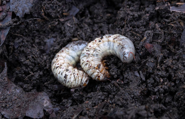 istock Beetle larvae (grub) are soft- bodied, soil-dwelling insects with a light brown head. Grub worm are a source of protein foods that people can eat. 1243610457