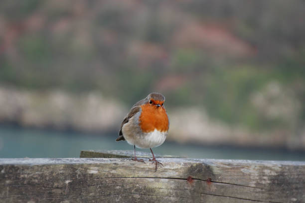 Alert Robin perching on a bird feeder in a Winter garden.