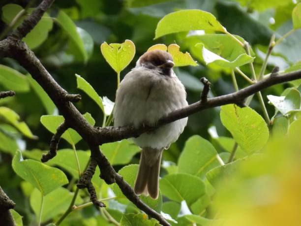 istock one little sparrow on a branch 1243623215
