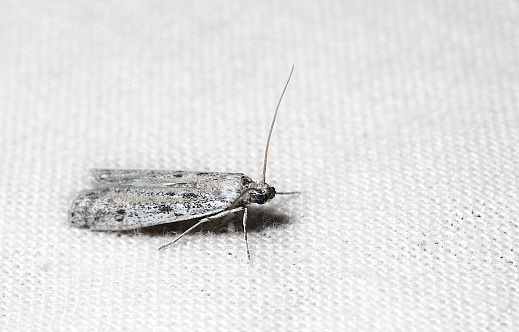 A pretty grey moth against a woven backdrop