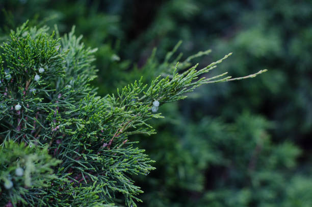 istock Spruce. Drops of dew on the needles. Pine. 1243626499