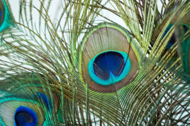 Peacock Feather