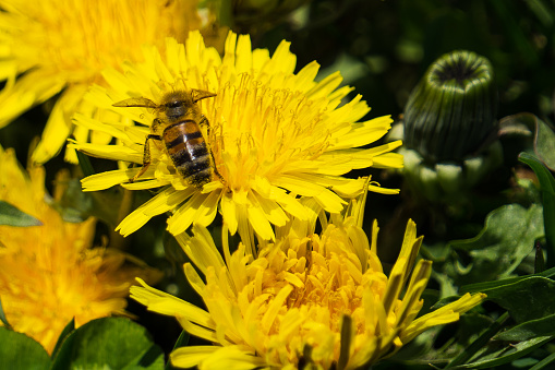 Bee pollinating a dandelion