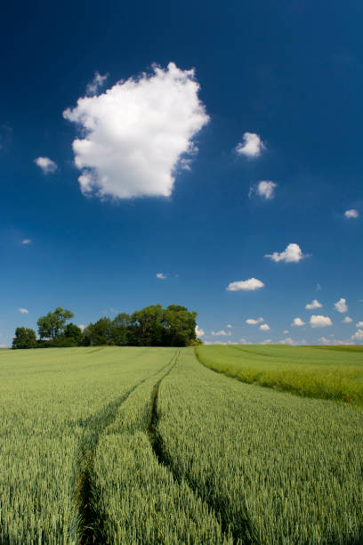 istock Green fields of young crops 1243653154