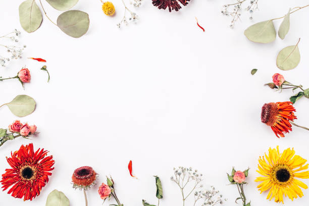 istock Frame of dry flowers on white background. 1243653684