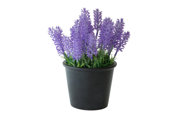 istock Purple Artificial Lavender Flowers in black pot 1243655816