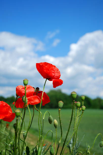 istock red poppy flowers 1243656391