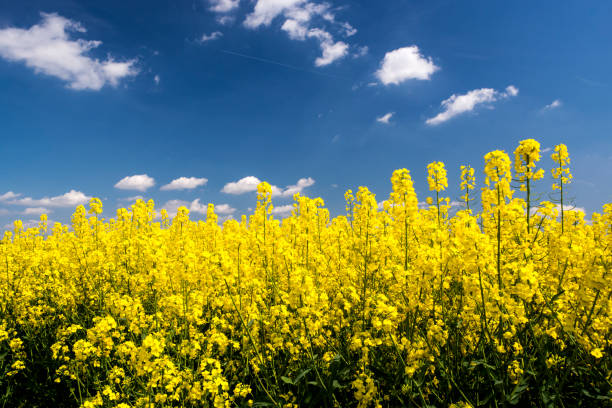 istock field of yellow blooming rapeseed 1243656400