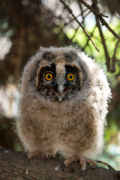 young fluffy owl sitting on the branch of spruce tree