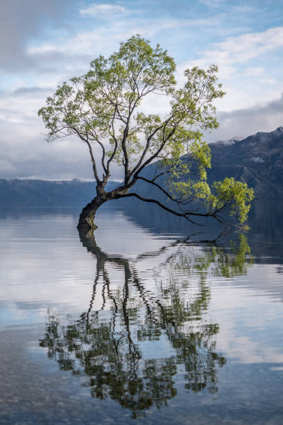 cet arbre wanaka dans le newzealand. un arbre solitaire. - sunrise new zealand mountain range mountain photos et images de collection