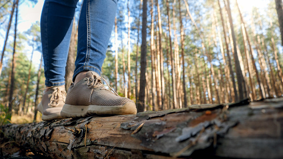 Closeup image of female tourist walking on fallen tree log and crossing ravine in forest.