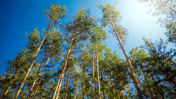 istock Beautiul pine tree tops in forest against clear blue sky 1243667364