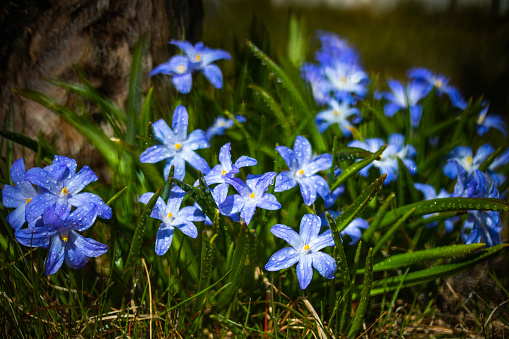 Closeup of blooming blue scilla luciliae flowers with raindrops in sunny day. First spring bulbous plants. Selective focus with bokeh effect.