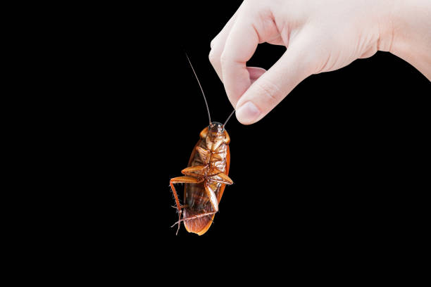 istock Hand holding brown Cockroach over isolated on black background 1243672998