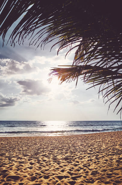 istock Tropical beach with palm tree leaves at sunset. 1243673542