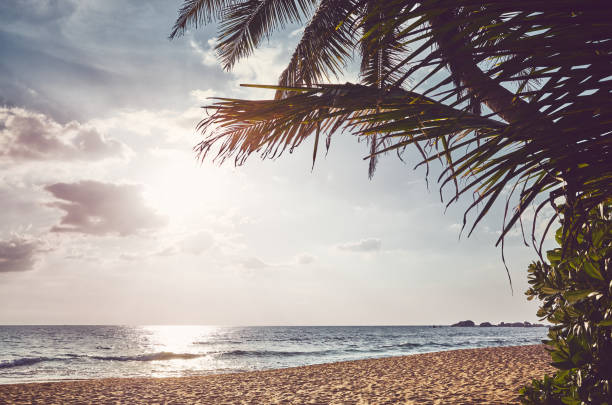 istock Tropical beach with palm tree leaves at sunset. 1243674079