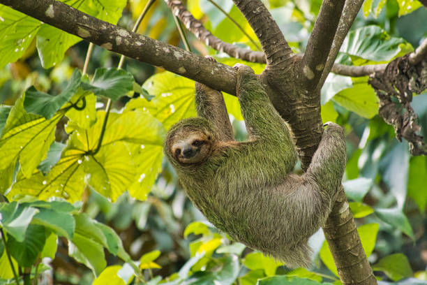 istock Pale-throated Sloth, Bradypus tridactylus 1243674630