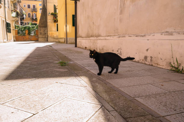 istock Black cat with yellow eyes 1243690674