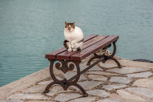 istock Cat on a bench near the sea 1243690800
